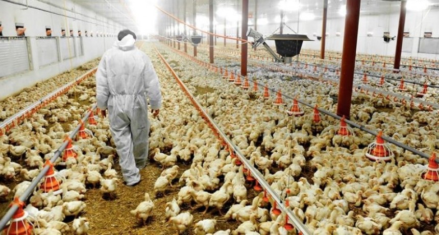 En el mercado interno no hay maíz suficientes para alimentar a los pollos 