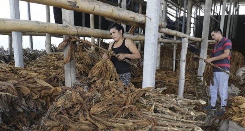  Sáenz logra que productores cobren el Fondo Especial del Tabaco