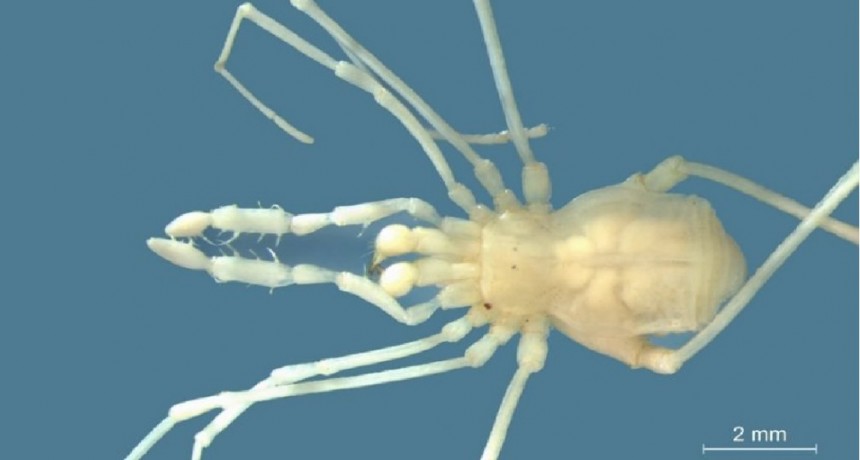 Descubren una nueva especie de araña cavernícola