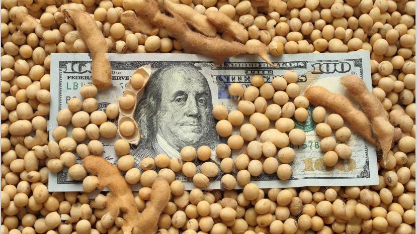 La soja superó hoy los USD 500 por tonelada