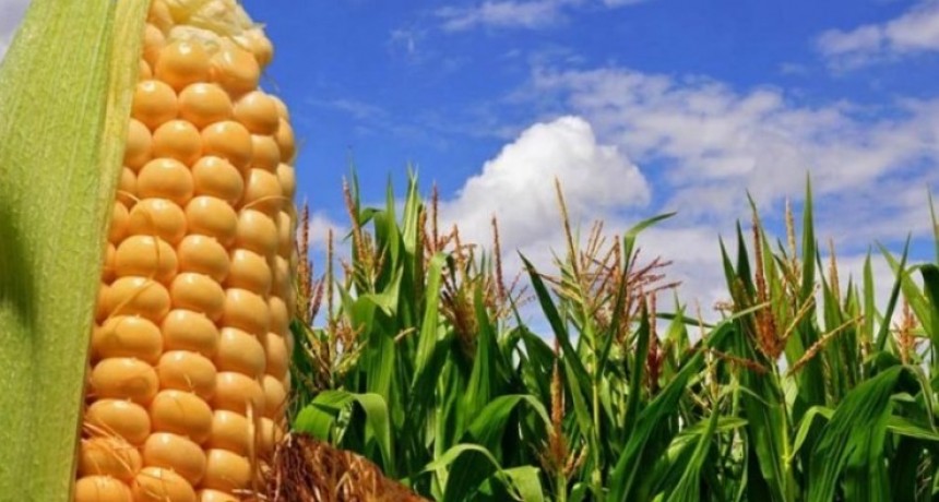  El campo se niega a que el Gobierno arme un fideicomiso del Maíz 