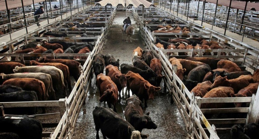En el Mercado de Liniers el valor de la hacienda trepó un 5,7%