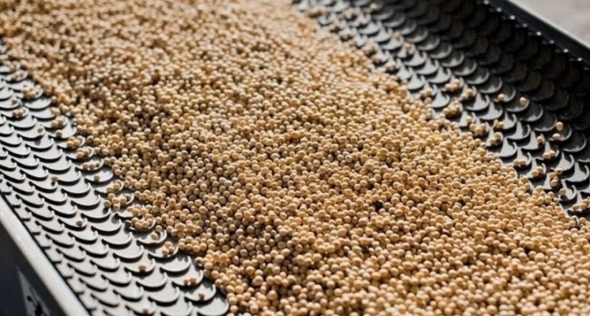 La soja producirá 51 y 55 millones de toneladas 