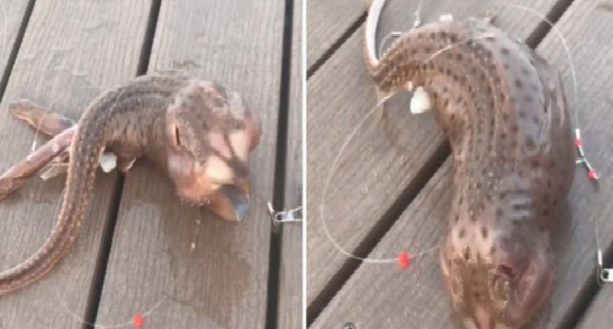Extraña criatura en la costa de Nueva York  ha desconcertado a todos