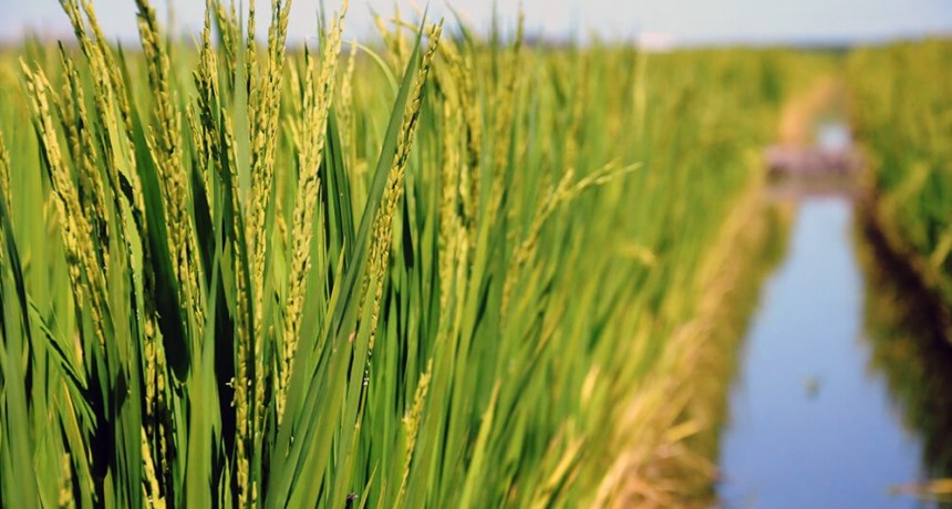 Las economías regionales más golpeadas estan el arroz y el vino