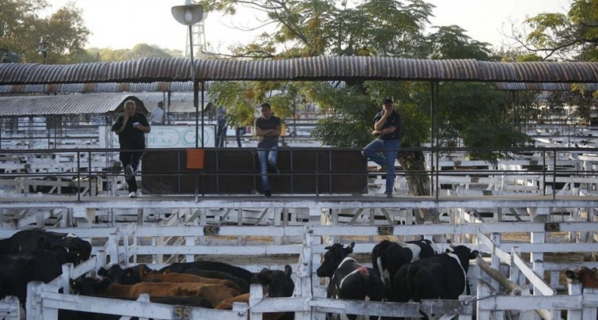 El valor de la hacienda  bajó su precio en el Mercado de Liniers