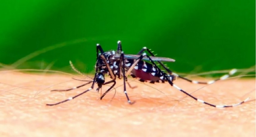 Son 15 las provincias afectadas con los casos de dengue en la Argentina