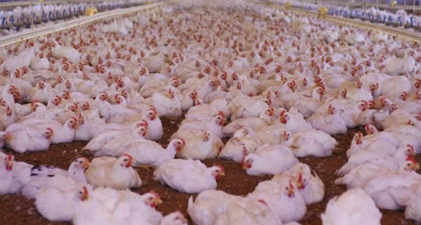Detectan transmisión de gripe aviar al ser humano
