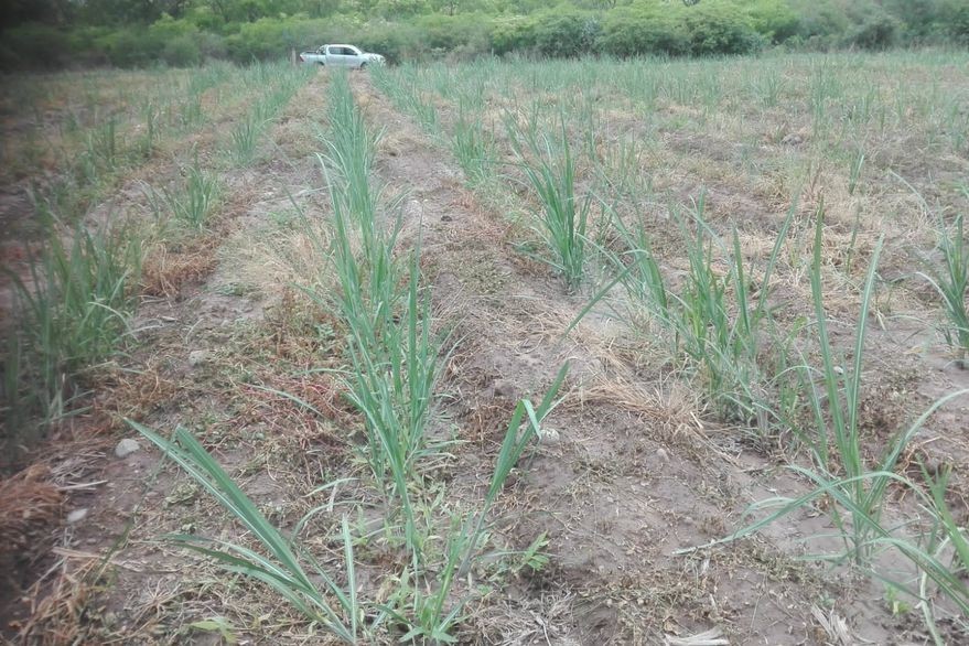Productores de caña de azúcar pierden $1500 millones por la sequía