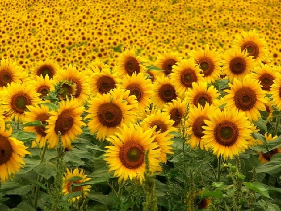 Argentina tendrá 200.000 toneladas menos de Girasol