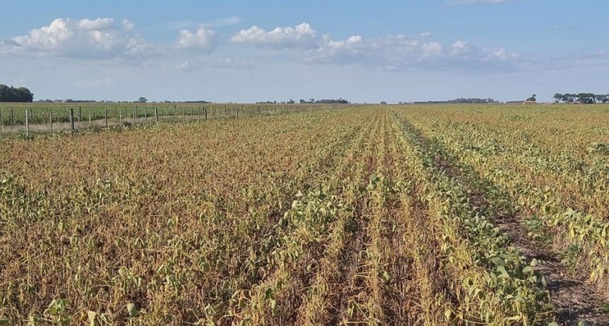 La sequía dará pérdidas de más de US$5900 millones