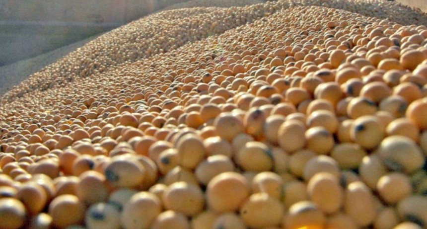 El precio de la soja ya roza los 600 dólares