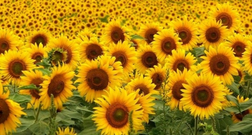 Argentina tendrá 200.000 toneladas menos de Girasol