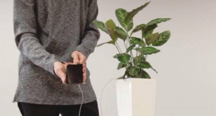 Crean un enchufe que toma energía de las plantas