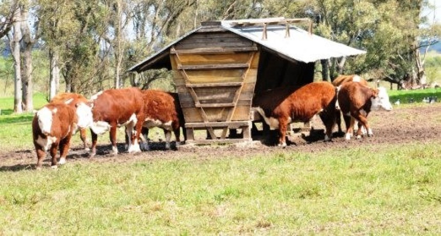 El productor ganadero y su desafío este año