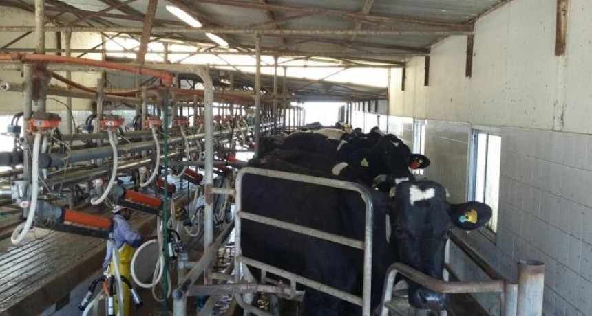 La falta de leche fluida repercutió el 12% en la industria