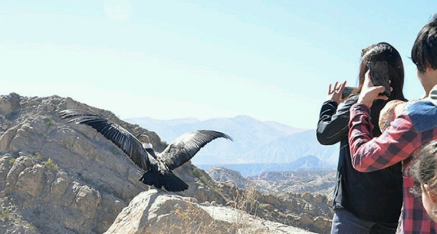 El cóndor Wak'a fue liberado en Cafayate
