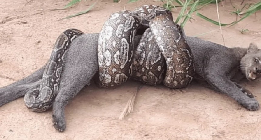 Un puma lucha por su vida con una boa lampalagua