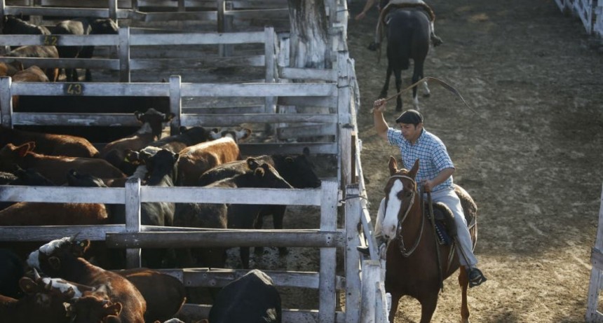 Ingresaron 154 vacunos al Mercado de Liniers 