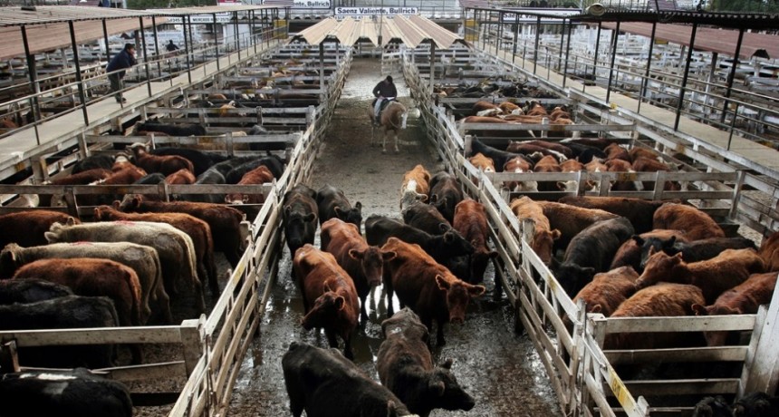 El Mercado de Liniers la hacienda bajó un 2,88% 