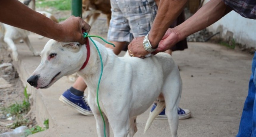 Aprobaron la primera vacuna contra el coronavirus para animales
