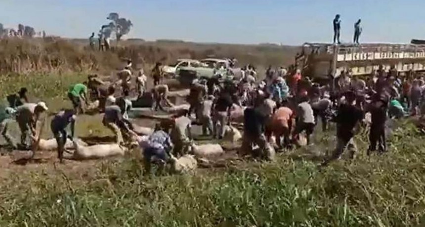 La gente arrazó con los cerdos del camión volcado