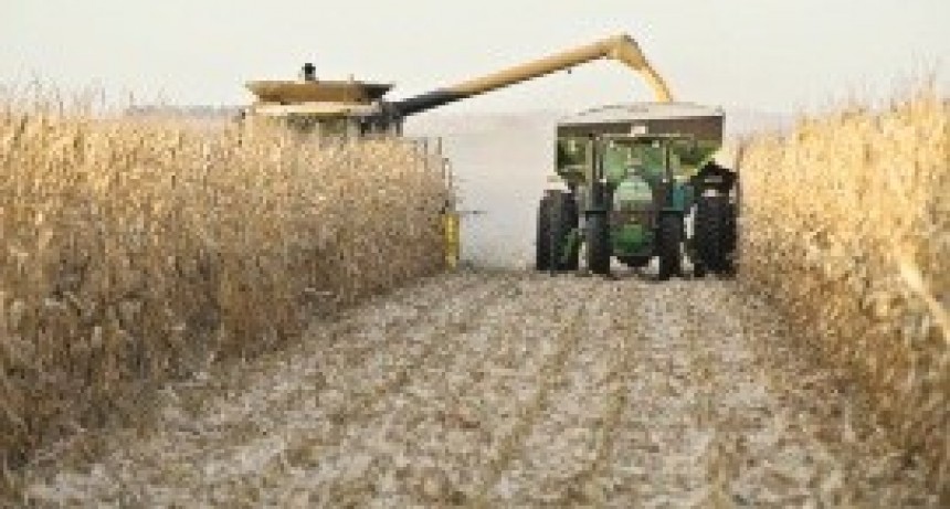El campo tan esperado por la economía nacional 