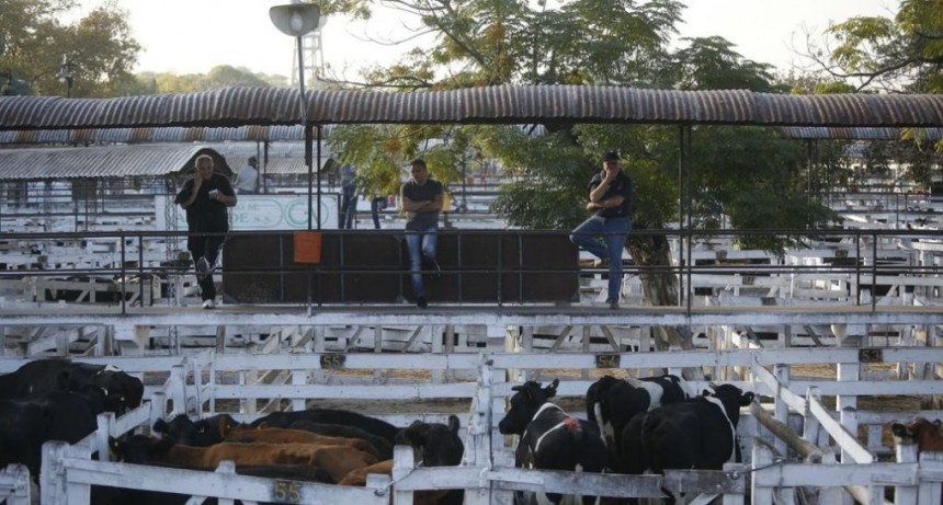Precios en baja para los novillos