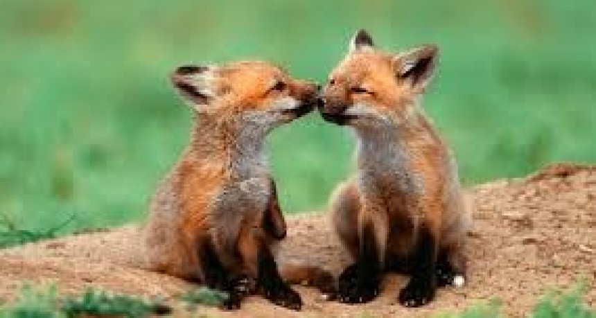 ¿Por qué se celebra el Día del Animal el 29 de abril?