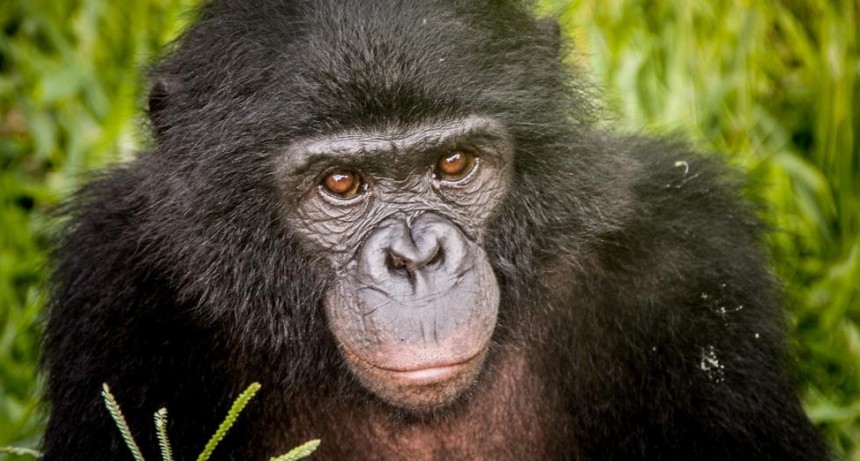 Encuentran una especie extinguida de chimpancé