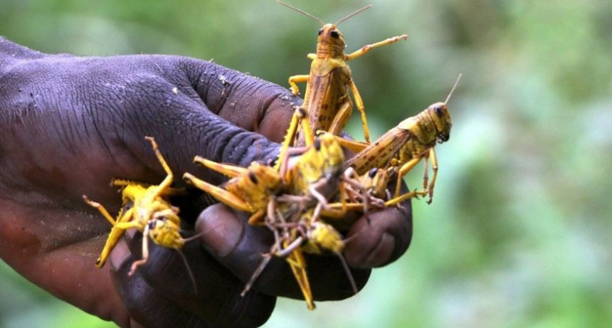 Una plaga de proporciones impensada invade África