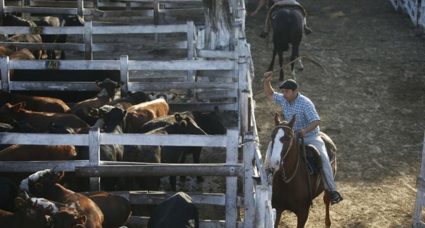Subió el valor de la hacienda en el Mercado de Liniers