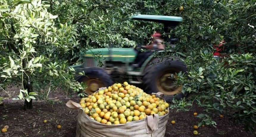  Europa reabrió su mercado a los cítricos argentinos