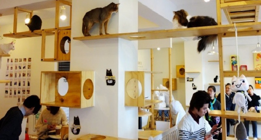 Argentina tiene el único bar de gatos