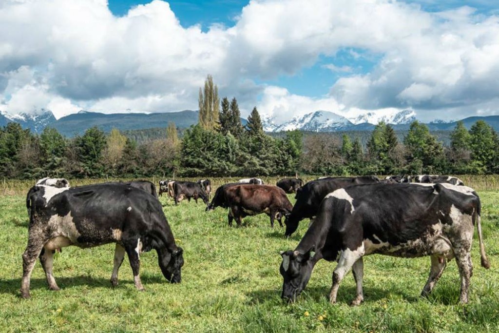 El Mercado Agroganadero de Cañuelas cerró con bajas 