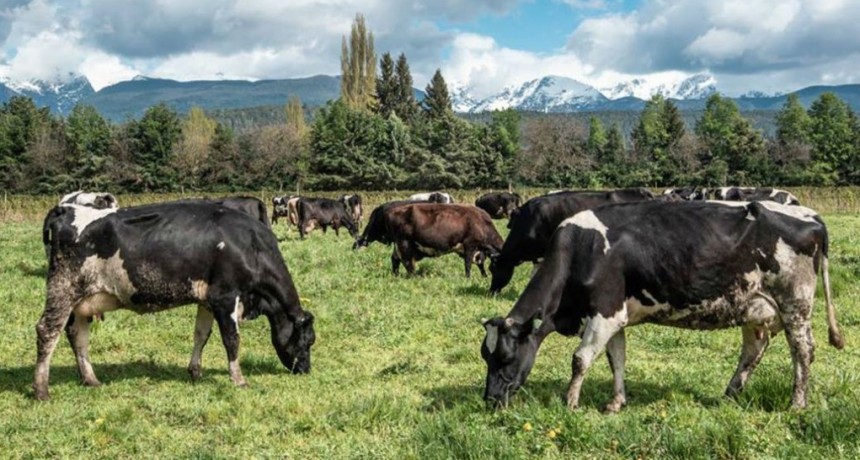 El Mercado Agroganadero de Cañuelas cerró con bajas 
