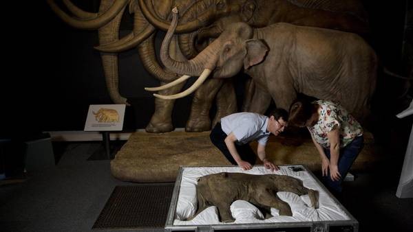 Museo en  Londres muestra un bebé mamút entero