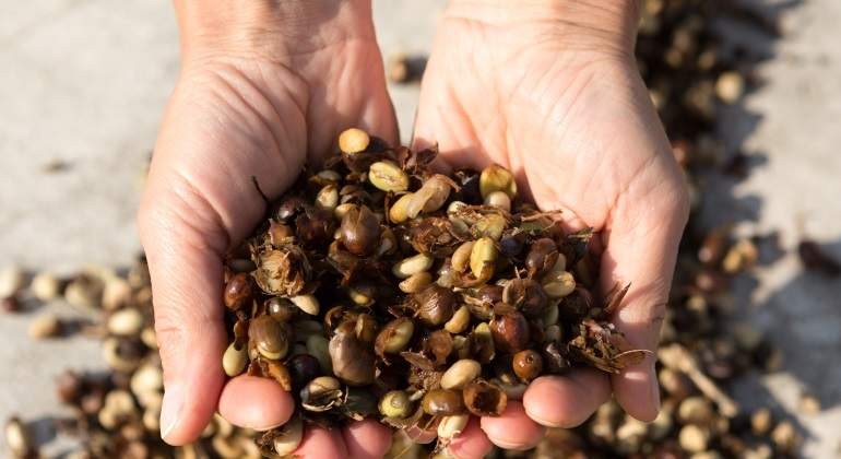 Insòlito la cáscara de café dispara su precio 
