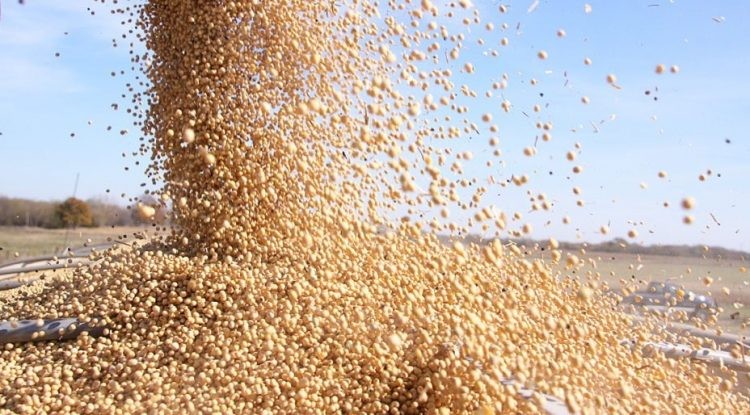 $1000 millones evadía una corredora de cereales
