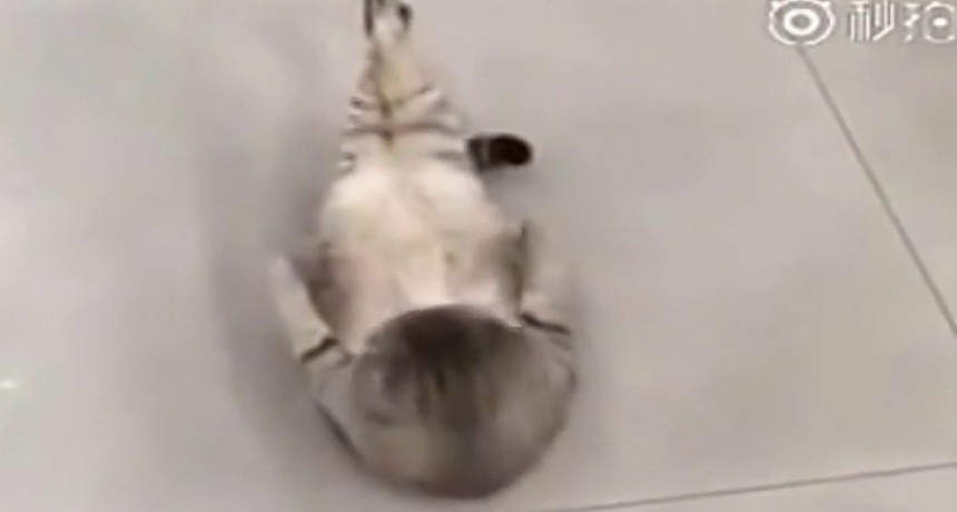 Gato hace abdominales en un estacionamiento