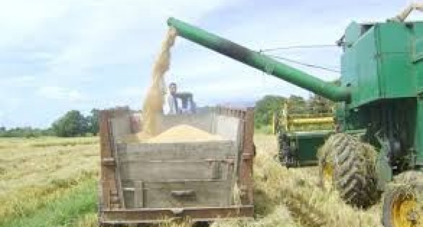 El Conicet desarrolla cultivo resistentes al ambiente