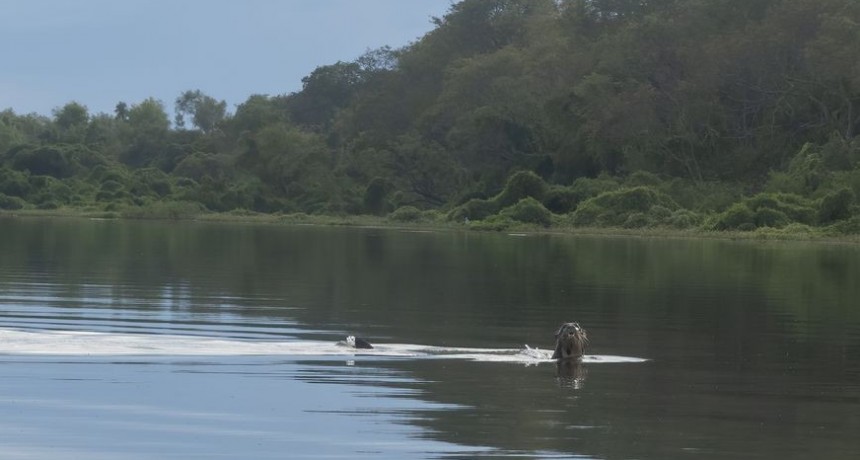 Descubren una especie gigante de la fauna silvestre