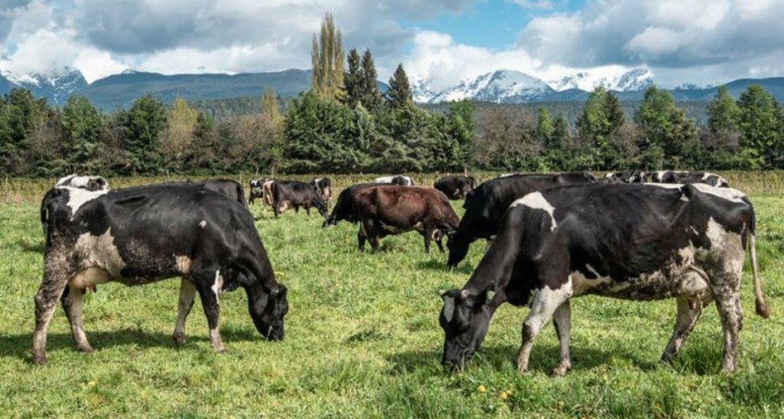 Plan ganadero prevé 600.000 toneladas para 2030