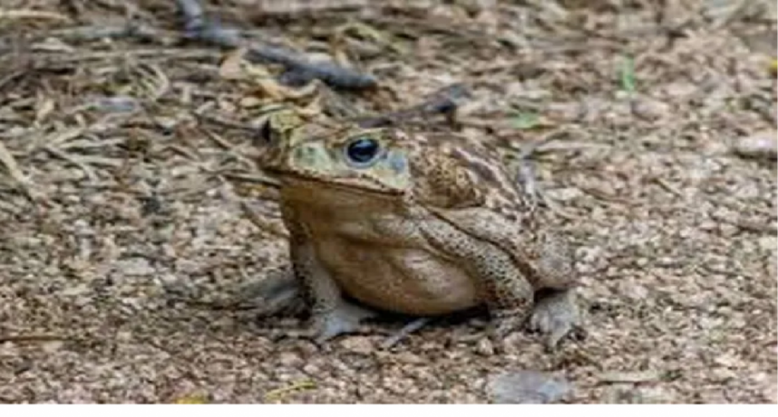 Invasión de sapos venenosos que matan en 15 minutos