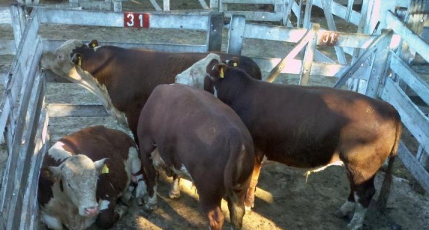 En el Mercado de Hacienda de Liniers y las ferias operaron en alza 