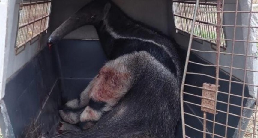 Rescatan a un oso hormiguero que se encontraba herido