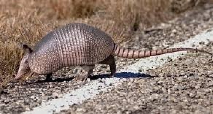 Multan a cazadores ilegales en el Chaco Salteño