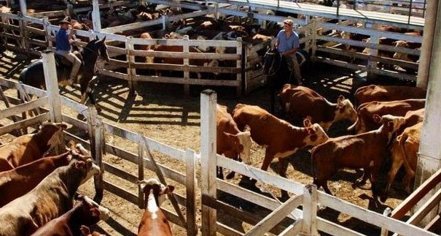 Liniers cotizó en baja el precio de la hacienda