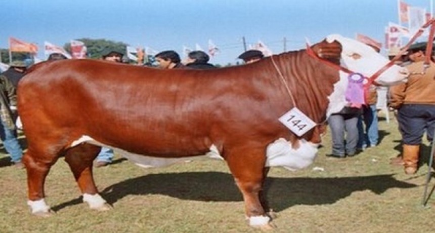 La 133º Exposición Rural de Ganadería en Palermo