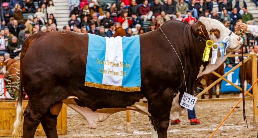 En Braford los grandes campeones son de Entre Ríos